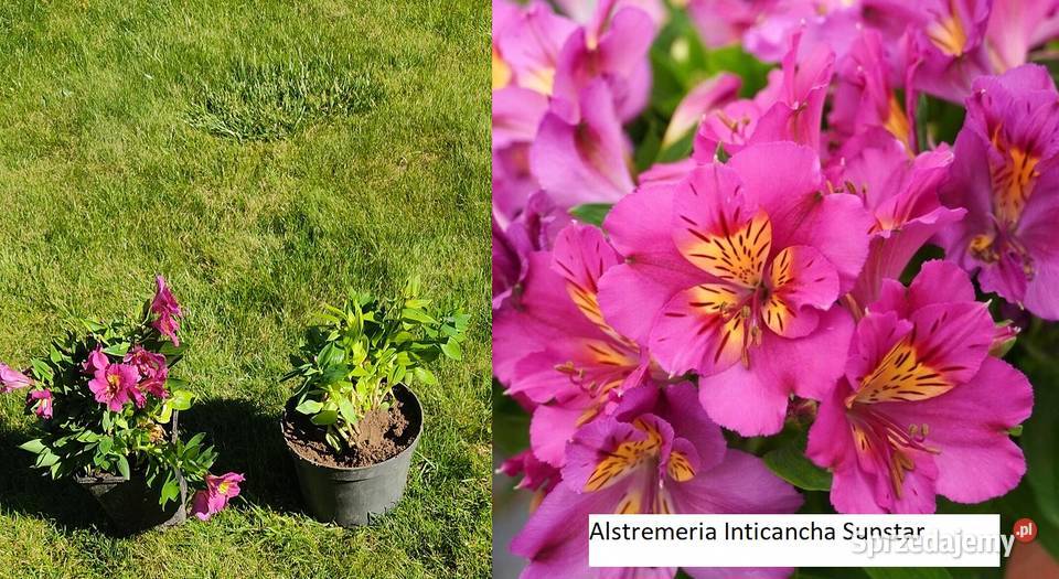 Alstroemeria Inticancha Romance