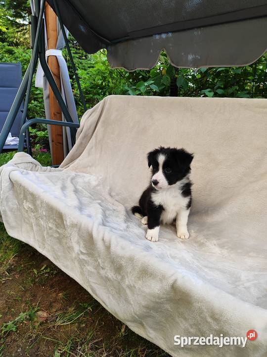 Suczka Border collie czarnobiała z rodowodem z Pozostałe Psy Rymanów sprzedam