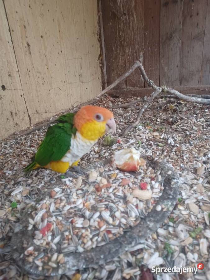 Barwinki białobrzuche Pęckowo