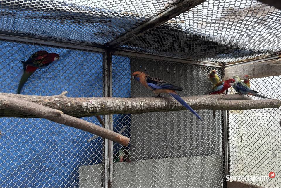 Rozelle królewskie i białolice Nadma