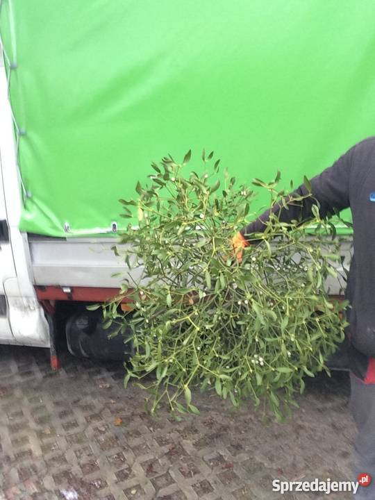 Sprzedam Jemiołę Jemioła hurt 1m3 80 Kule pęczki