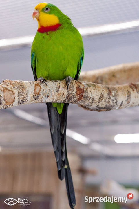 Papugi Górskie i Barabandy Racibórz sprzedam