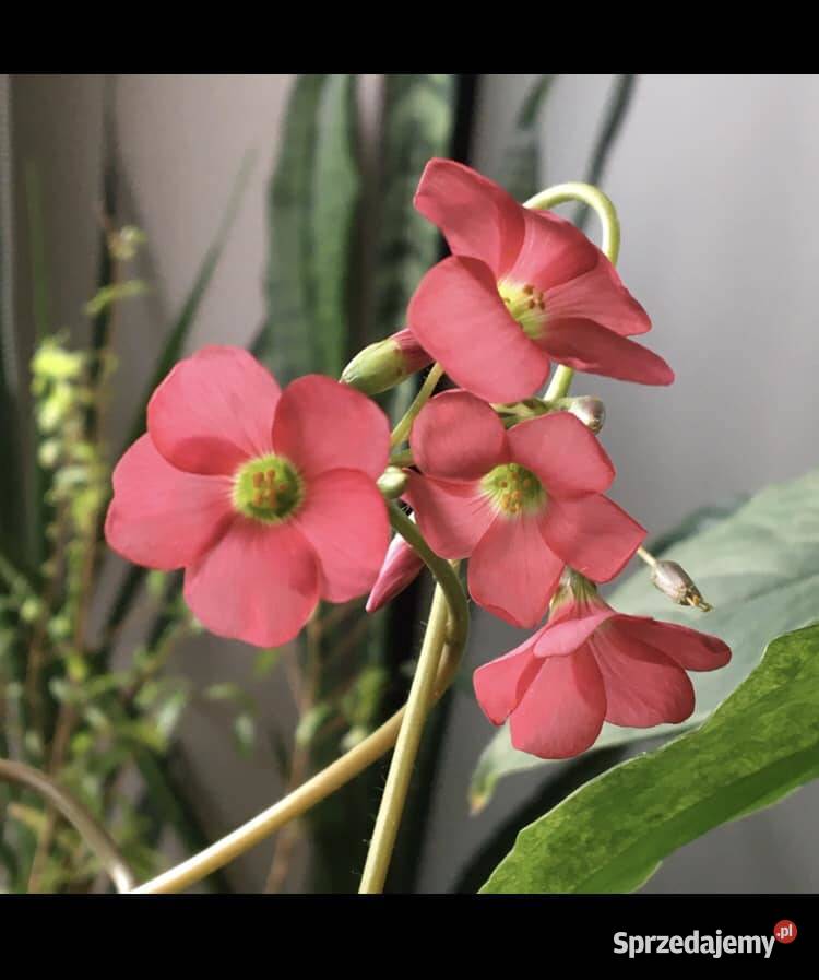 szczawik oxalis Warszawa sprzedam