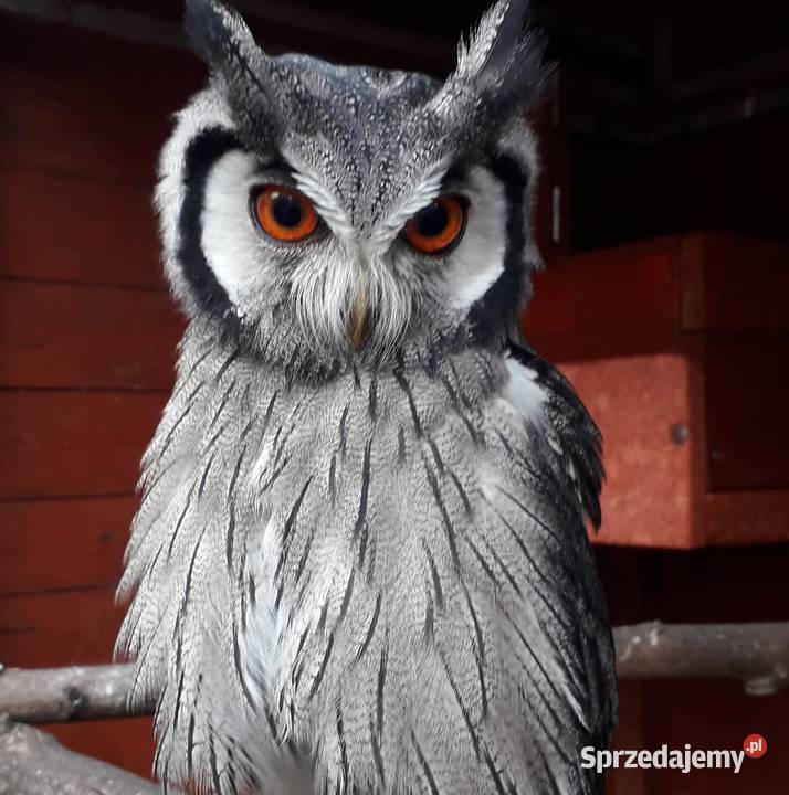 Szlaroglowka północna Ptilopsis leucotis mała Jastrzębie-Zdrój