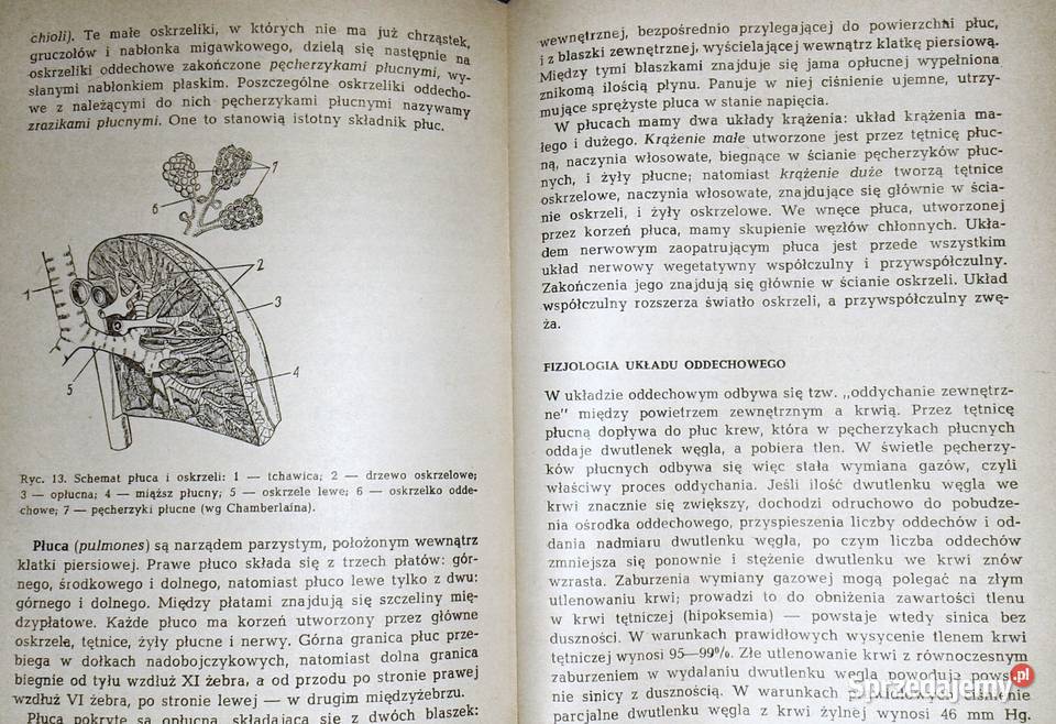 Zarys chorób wewnętrznych W Musiał H Pracka Pozostałe Chełm