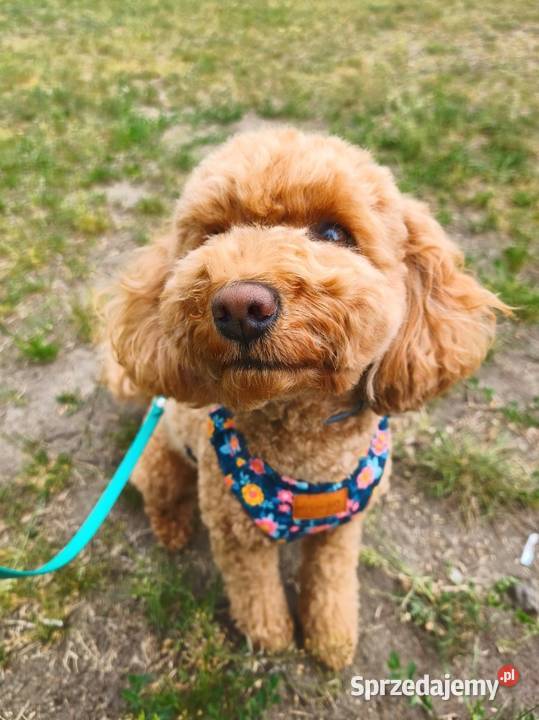 Petsitter Groomer Spacery wizyty domowe opieka Warszawa