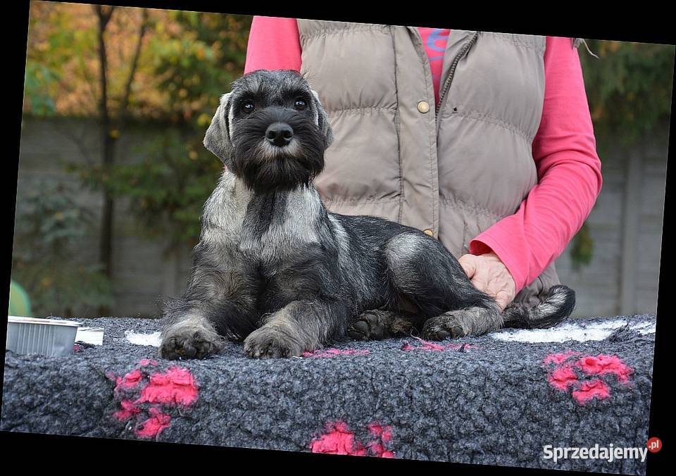 Sznaucer średni pieprz i sól ZKwP łódzkie Gutków