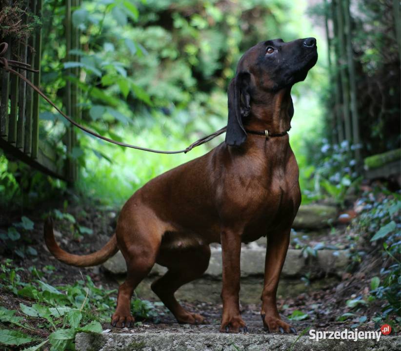 Posokowiec bawarski Klonowo Dolne