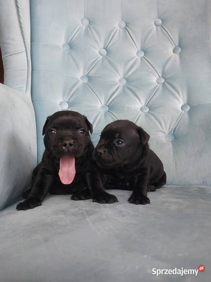 Staffiki Staffordshire buulterier Wieliczka