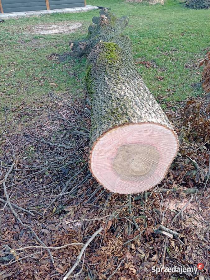 Drzewo jesion 3 duże odnogi Cyców sprzedam