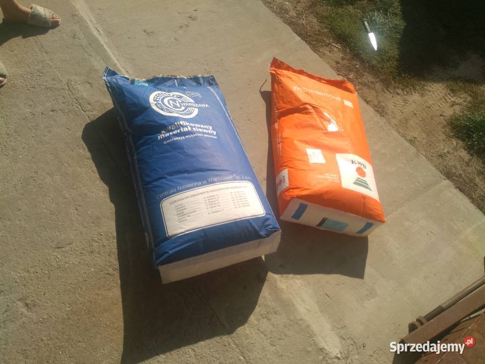 Sprzedam pszenice Kołbiel