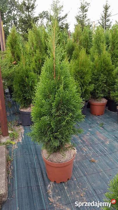 Thuja Smaragd Szmaragd 6070 Rydzyny