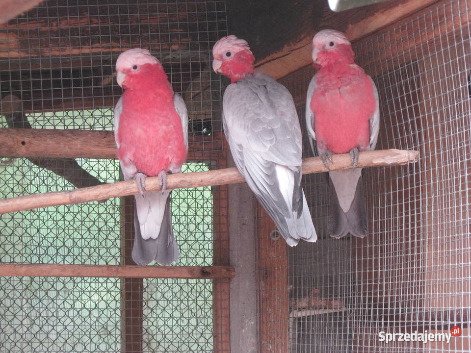 KAKADU RÓŻ0WA amica z DNA Luboń