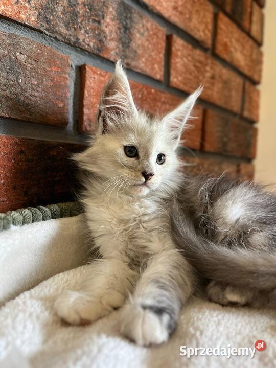 Iris kotka Maine Coon Maine Coon Szembruk