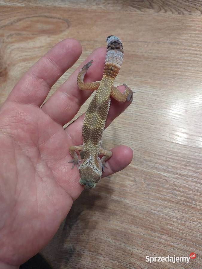 Gekony lamparcie Reda