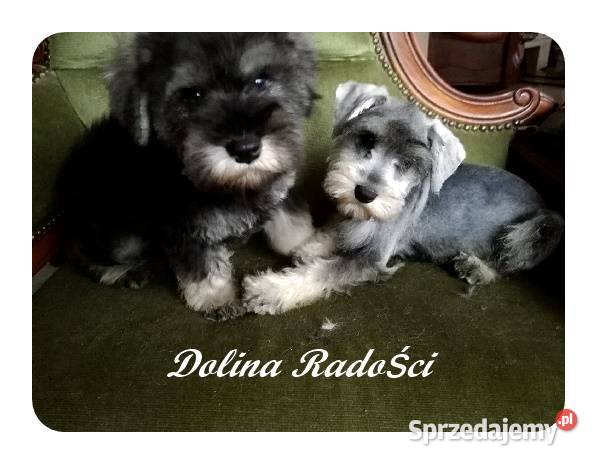 Sznaucer Miniatura rodowodowe szczenięta Radomsko