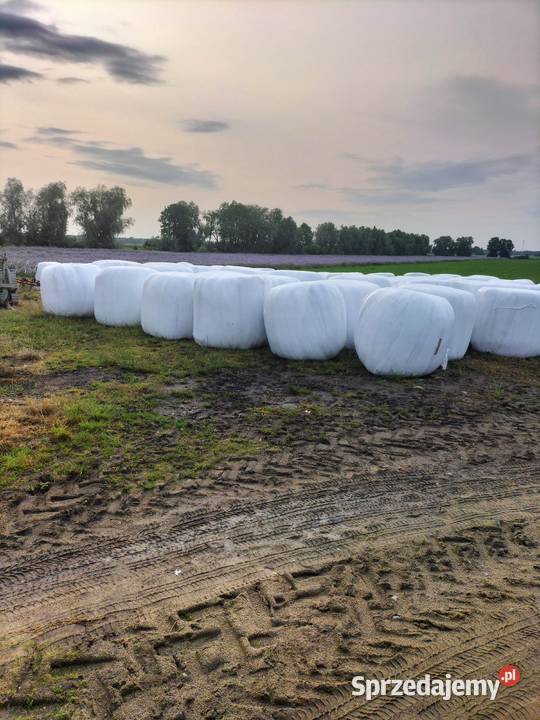 Sianokiszonki Słupca