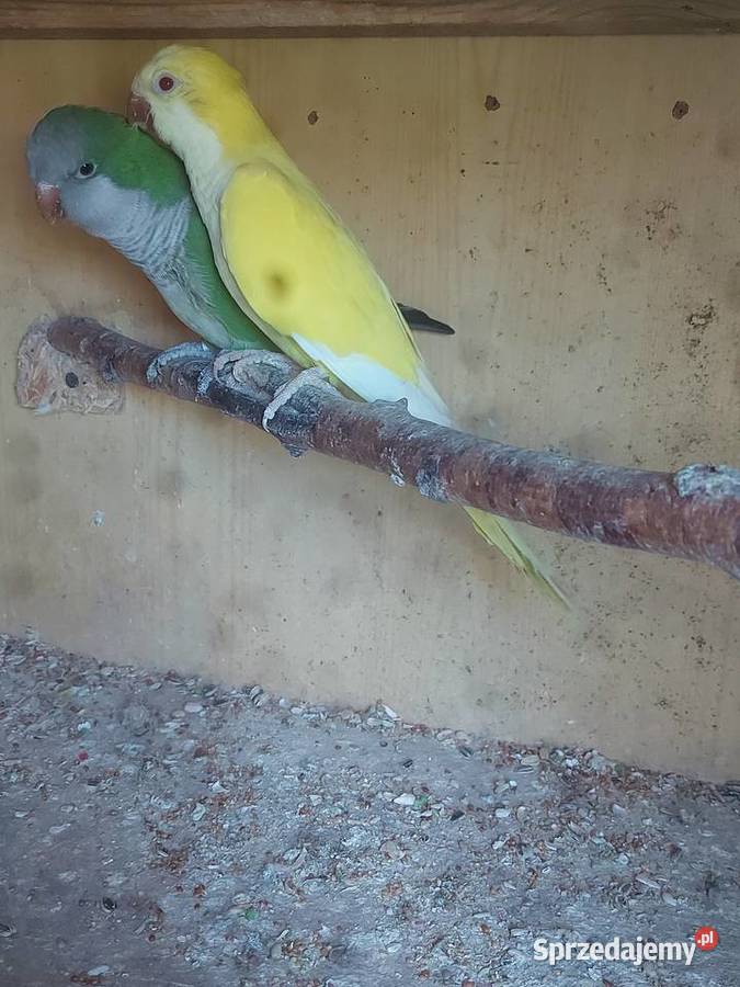 Mnichy nizinneklatka Ryki