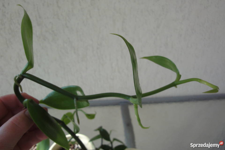 Wanilia pnącze sadzonki Złotów