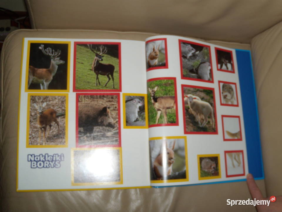 Wilk Borys Świat dzikich maluchów Książki dla dzieci Warszawa