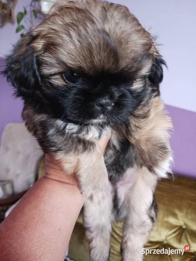 Zwierzęta śląskie sprzedam