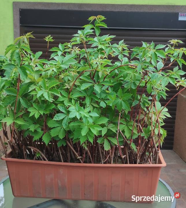 Winobluszcz pięciolistkowy 100 sztuk