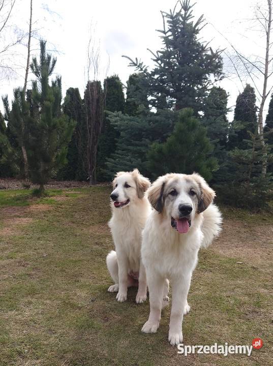 PIRENEJSKI PIES GÓRSKI SZCZENIĘ GOTOWE DO Tczew