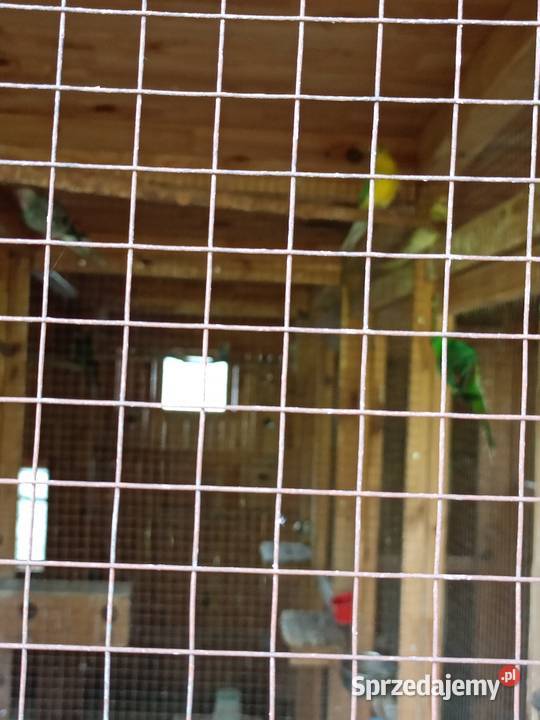 Papugi sprzedam mazowieckie sprzedam