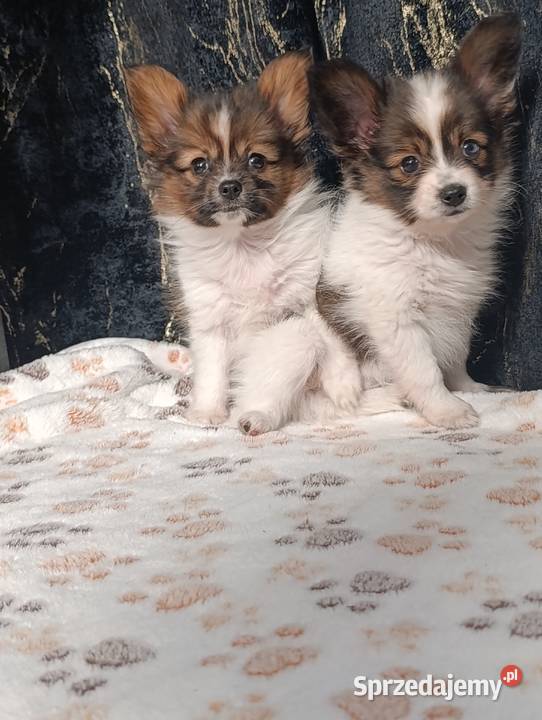 Papillon Spaniel Kontynentalny Psy