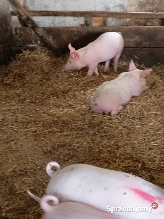 Sprzedam prosięta Pozostałe Lekaszyn sprzedam