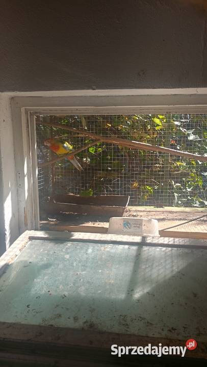 Rozzele białolice z tego roku Czchów sprzedam