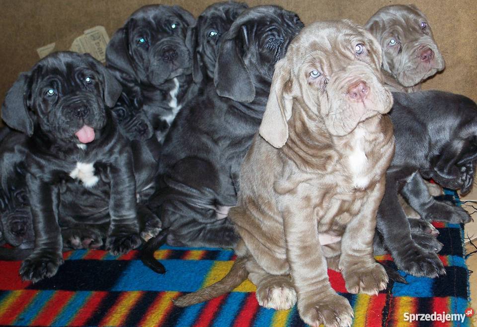 Mastino Napoletano szczenięta