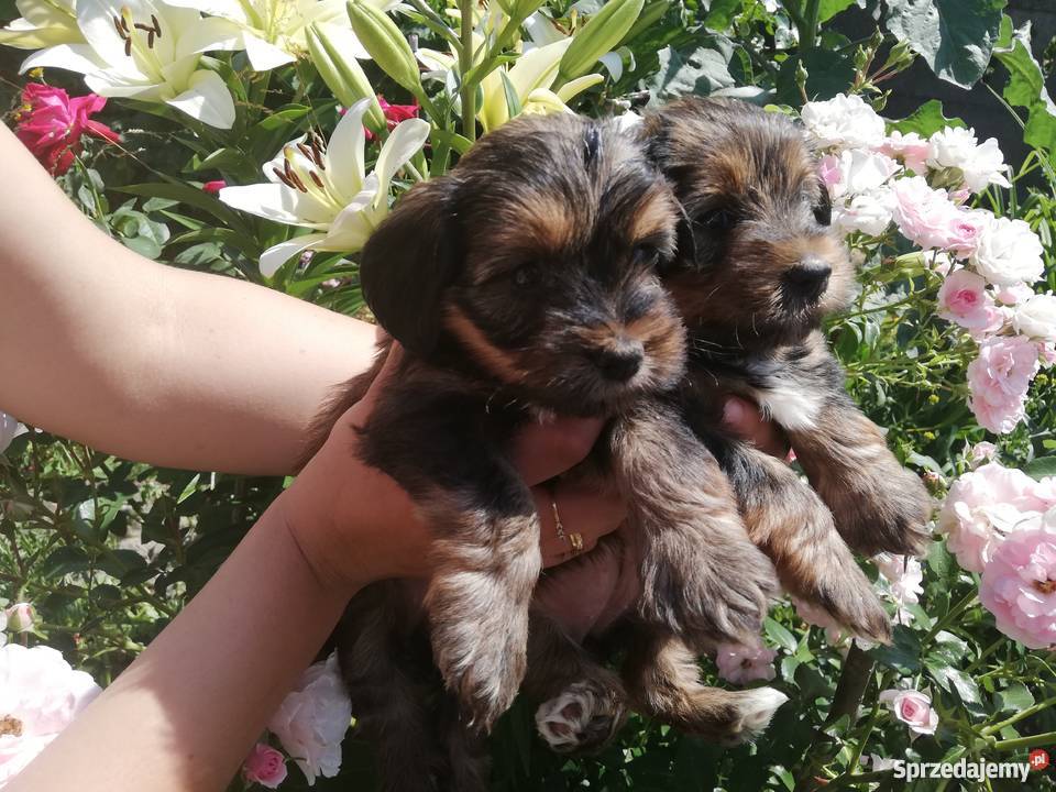 York szczeniaki suczki Radomsko