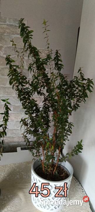 Martamirra sprzedam