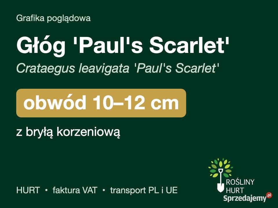 Głóg Pauls Scarlet obwód 1012 z bryłą HURT