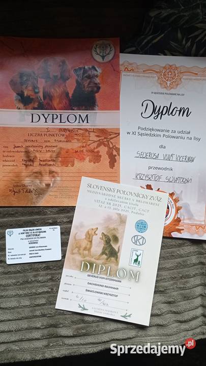 Jamnik Szorstkowłosy Standardowy ZKWP FCI Skierniewice