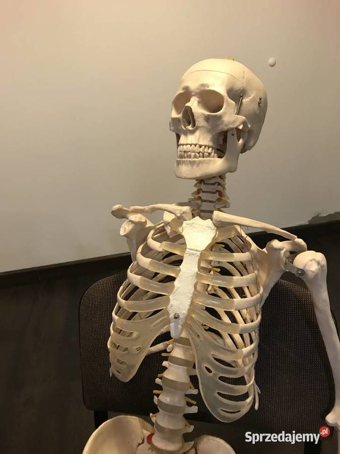 Szkielet anatomia model budowa ciała Kraków