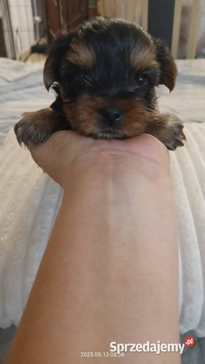 Jedna dziewczynka i dwóch chłopaków śląskie Mochała