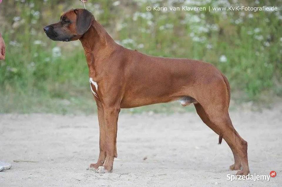 Rhodesian Ridgeback szczenię wystawowe suczka Zwierzęta Dłutów