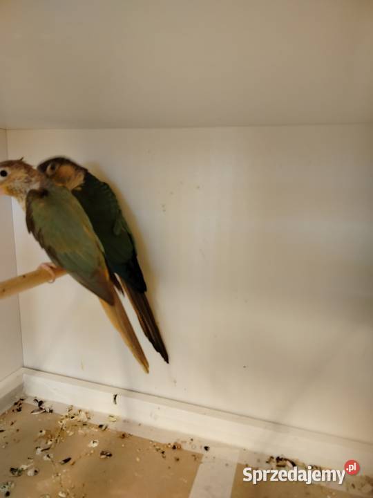 Rudosterki para lęgowa