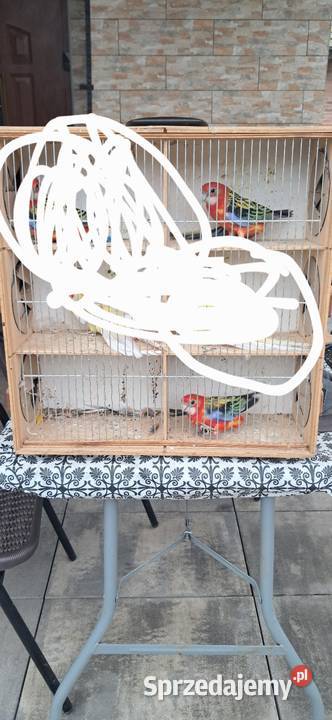 Rozzele białolice samice Proszowice sprzedam