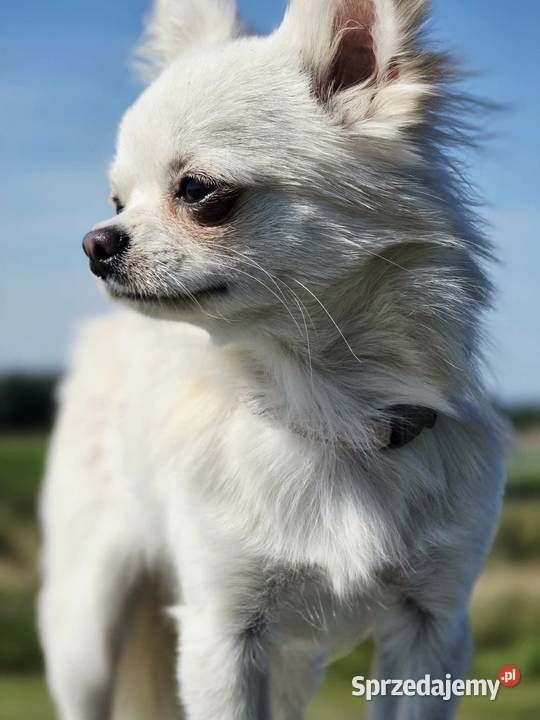 Chihuahua samiec Trąbki Wielkie