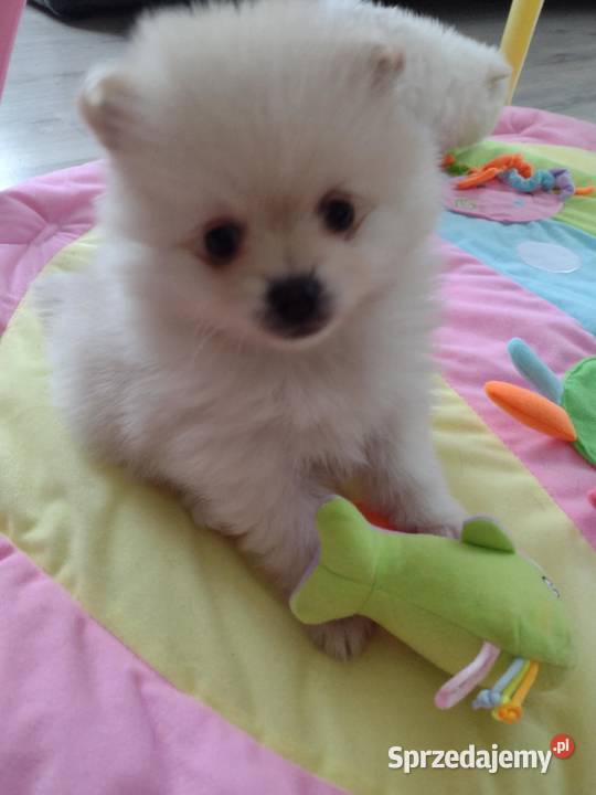 szpic mały do rezerwacji Skalbmierz