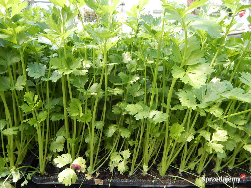 Rozsady kwiatów warzyw aksamitka bacopa dalie Ostrowy nad Okszą