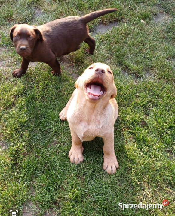 Szczenięta Labrador Retriever czekoladowe świętokrzyskie