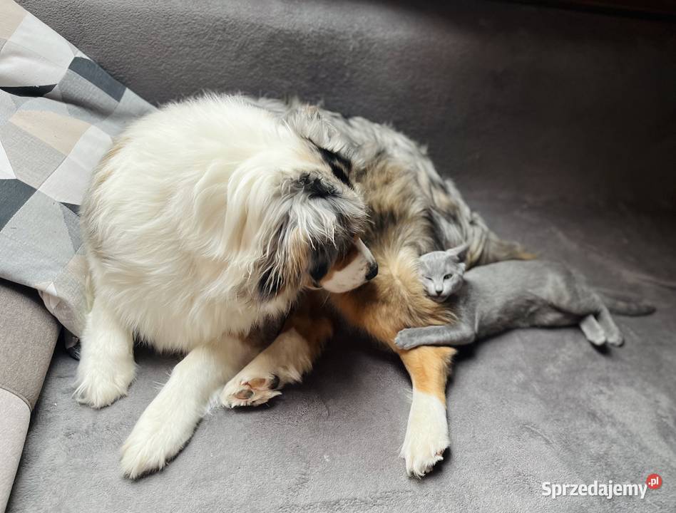 Kocięta Rrosyjskie Niebieskie WCF Koty łódzkie Łódź