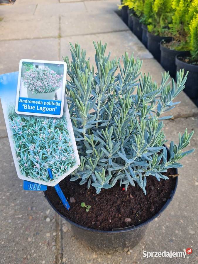 Thuja Smaragd 180200 Szkółka roślin Producent Rydzyny sprzedam