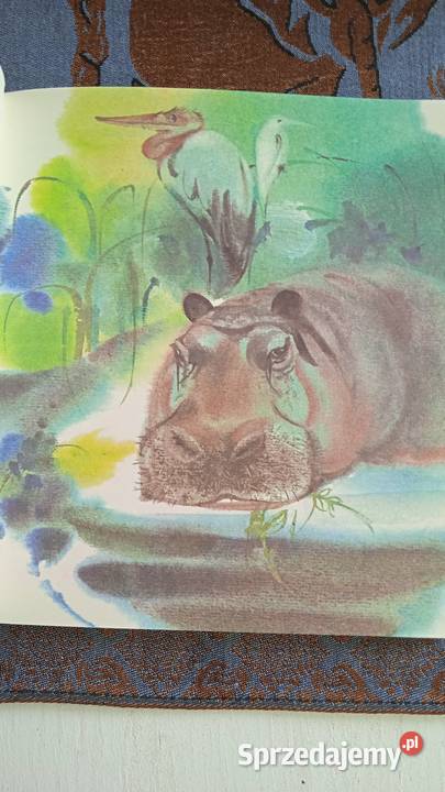 URWIS PACKO Rudo Moric piękna historia z ZOO wielkopolskie Piła