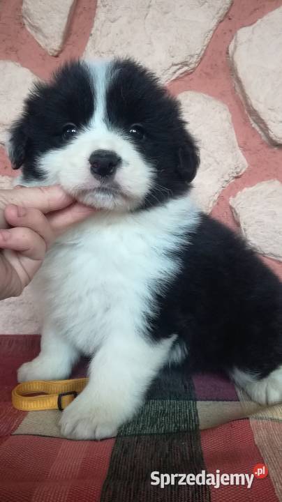 Border collie fci Krotoszyn