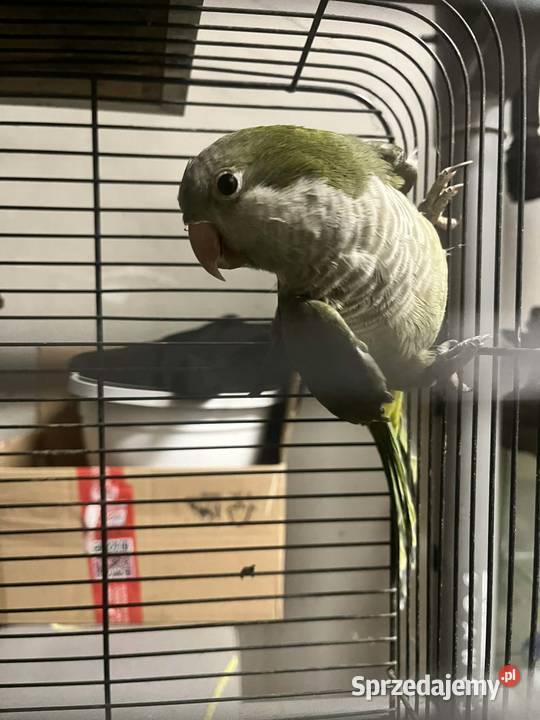 Mnich nizinna Tczyca